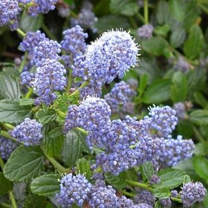 Ceanothus ‘A T Johnson’ Californian Lilac – Hardy Perennial 2L