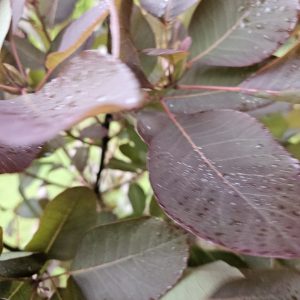 Cotinus coggygria ‘Royal purple’ (Smoke bush) – 2L Pot.