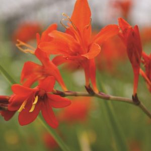 Close up of orangey red coloured, slim trumpet shaped outward facing flowers.