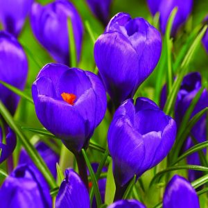 Upwards facing striking purple blue flowers, with deep orange stamens, and needle like green leaves below.