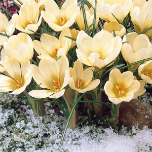 A cluster of upward facing, delicate cream coloured flowers, with deeper coloured throats. with slim, delicate green and white veined leaves at the bases.