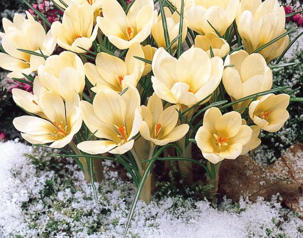 A cluster of upward facing, delicate cream coloured flowers, with deeper coloured throats. with slim, delicate green and white veined leaves at the bases.