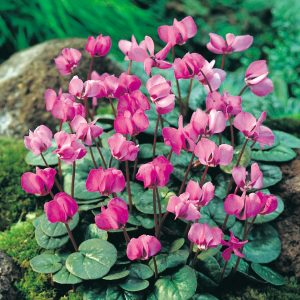 A cluster of plants, with deep green and silvery lily pad like leaves, and purple flushed with white, multi-petal flowers held above on short thick stems.