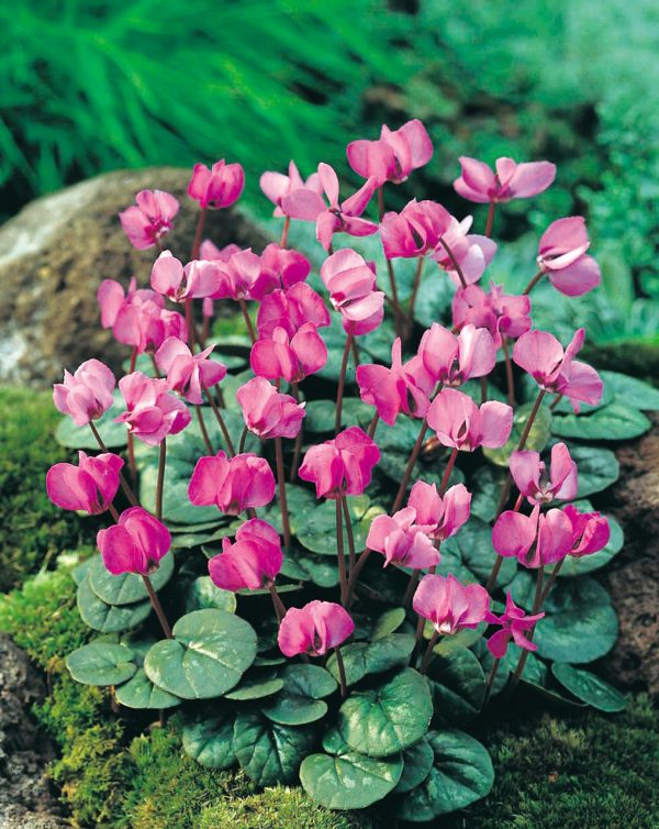 A cluster of plants, with deep green and silvery lily pad like leaves, and purple flushed with white, multi-petal flowers held above on short thick stems.