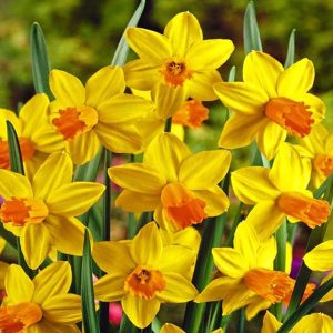 A cluster of miniature daffodils, with deep yellow petals and an orange short trumpet.
