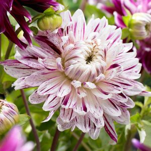 Dahlia – Avignon (Loose Tuber)
