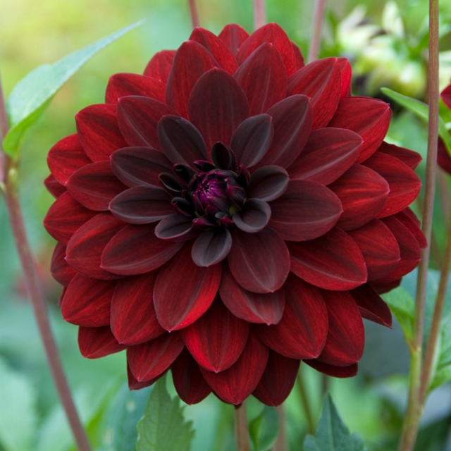 Dahlia - Arabian Night (Loose Tuber)