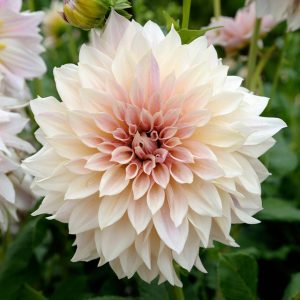 Dahlia – Café au Lait (Loose Tuber)
