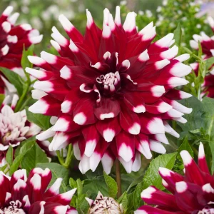 Dahlia – Duet (Loose Tuber)