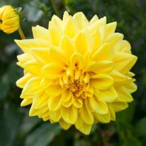 Dahlia – Golden Emblem (Loose Tuber)