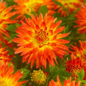 Dahlia – Procyon (Loose Tuber)