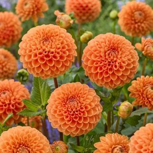 Dahlia – Sylvia (Loose Tuber)