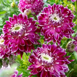 Dahlia – Vancouver (Loose Tuber)