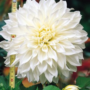 Dahlia – White Perfection (Loose Tuber)