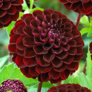 Dahlia – Dark Spirit (Loose Tuber)