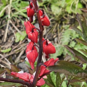 Dicentra spectabilis