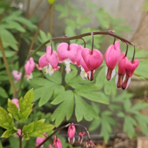 Dicentra spectabilis