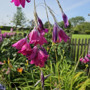 Dierama pulcherrimum