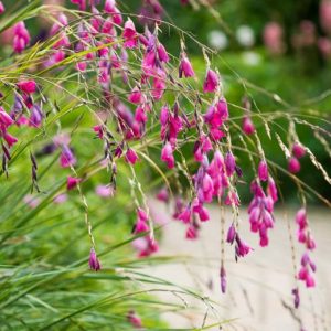 A fishing rod type curve to the delicate stem, with multiple clusters of mid pink flowers hanging downwards.