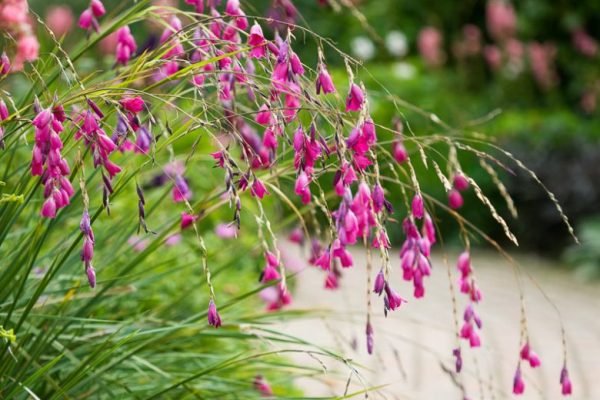 A fishing rod type curve to the delicate stem, with multiple clusters of mid pink flowers hanging downwards.