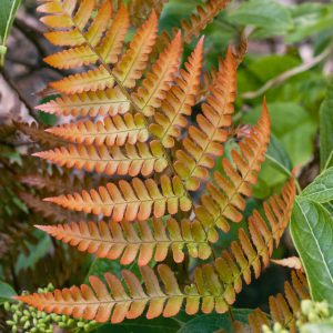 Dryopteris 'Golden Brilliance' (Wood Fern)