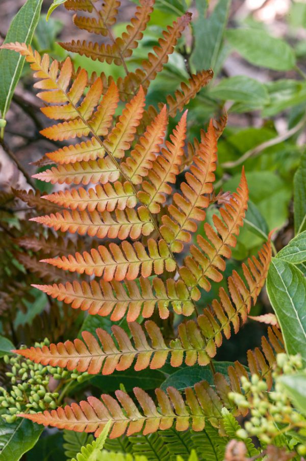 Dryopteris 'Golden Brilliance' (Wood Fern)