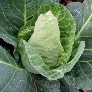 Cabbage Dutchman F1 – Av. 30 Seeds