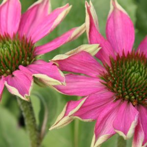 Partial picture of pink petals, slightly curled with white underside showing and green cone in the flower center.