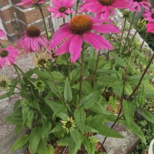 Echinacea purpurea ‘Pow Wow Wild Berry’