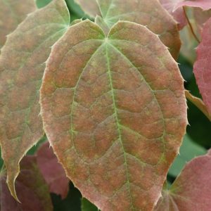 Close up of a pink tinged leaf with clearly defined veins on it's surface.