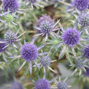 Steel blue, thistle like flowers on stubby stems, with spiky bracts beneath.
