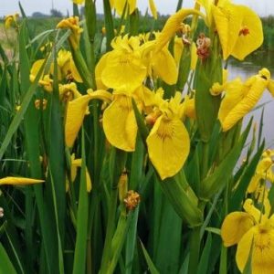 Iris pseudacorus (Flag Iris)