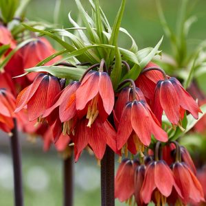 Cluster of inverted ruby and purple tinged flowers, that sit underneath a top knot of pineapple like leaves.