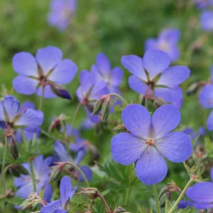 Geranium ‘Johnson’s Blue’