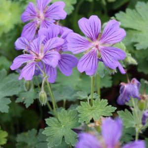 Mid green, multi lobed leaves, with several light mauve 5 petal flowers, with a deeper purple veining running from center towards the petal edge.
