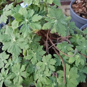Geranium sanguinea ‘Max Frei’