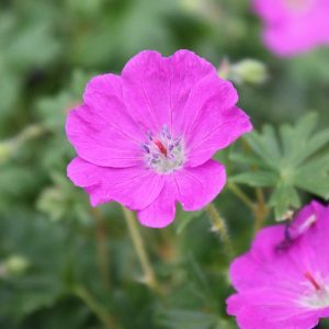 Deep green multi lobed foliage, with striking deep pink to light purple lightly veined flowers, held above on delicate stems.