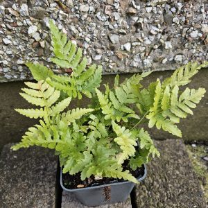 Dryopteris ‘Golden Brilliance’ (Wood Fern)