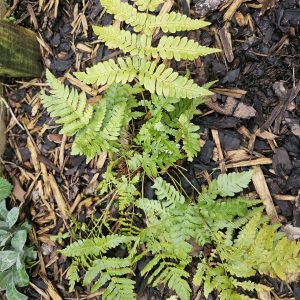 Dryopteris ‘Golden Brilliance’ (Wood Fern)