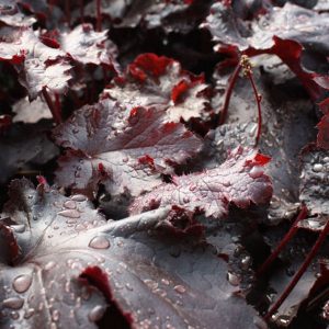 Blackcurrant coloured leaves in strong light, with raindrops on the waxy surfaces.