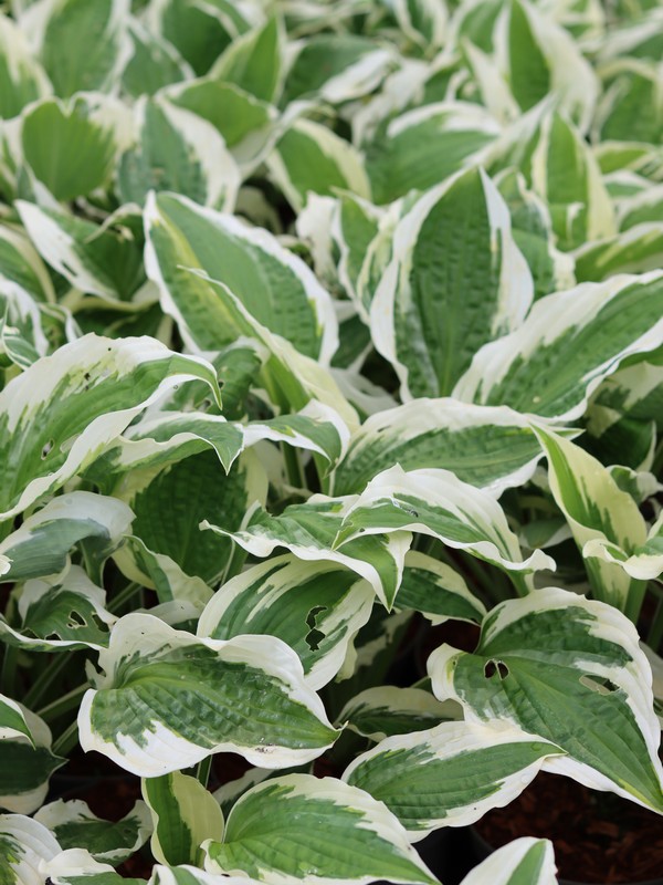 Hosta Patriot
