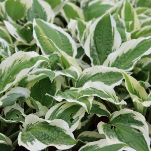 Classic heart shaped leaves, with mid green center and a white irregular border around the leaf edge.