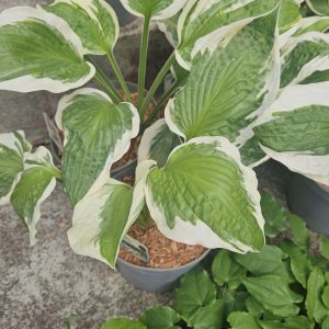 Hosta ‘Patriot’