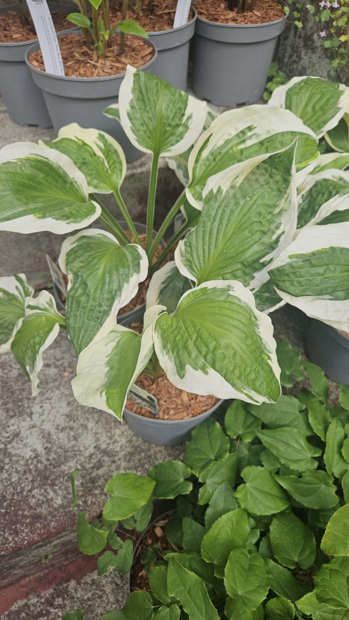 Hosta 'Patriot'