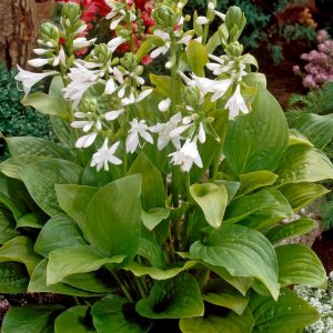 Mature plant with glossy heart shaped leaves and white flowers on upright flower stalks above.