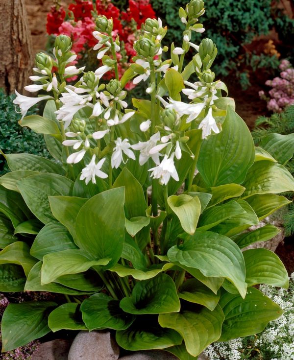 Mature plant with glossy heart shaped leaves and white flowers on upright flower stalks above.