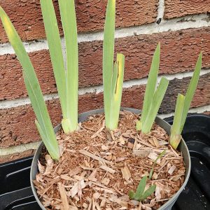 Iris chrysographes (Black Form)