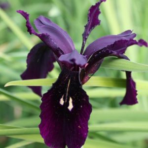 Single deep purple Iris flower with some slight gold coloured flecking.