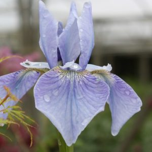 A single delicate blue flower, with a touch of white at the throat and deeper blue veins.