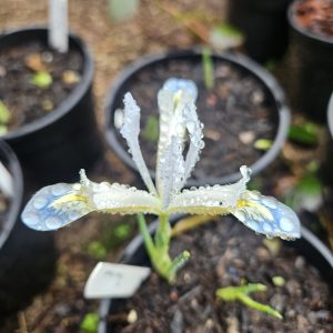 Iris reticulata ‘Frozen Planet’ – Dwarf Iris